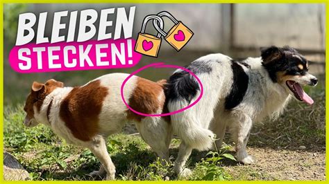 ficken hund|How